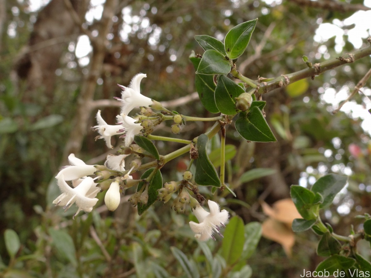 Hedyotis trimenii var. trimenii Deb & Ratna Dutta